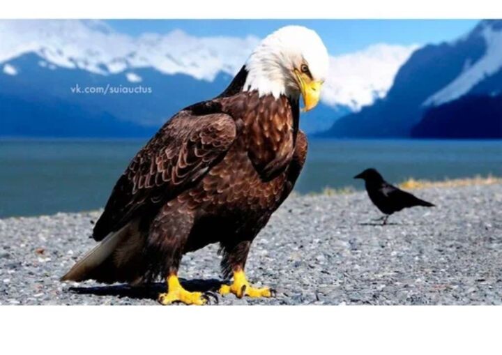 История орлов уходит корнями в древность часть 4.