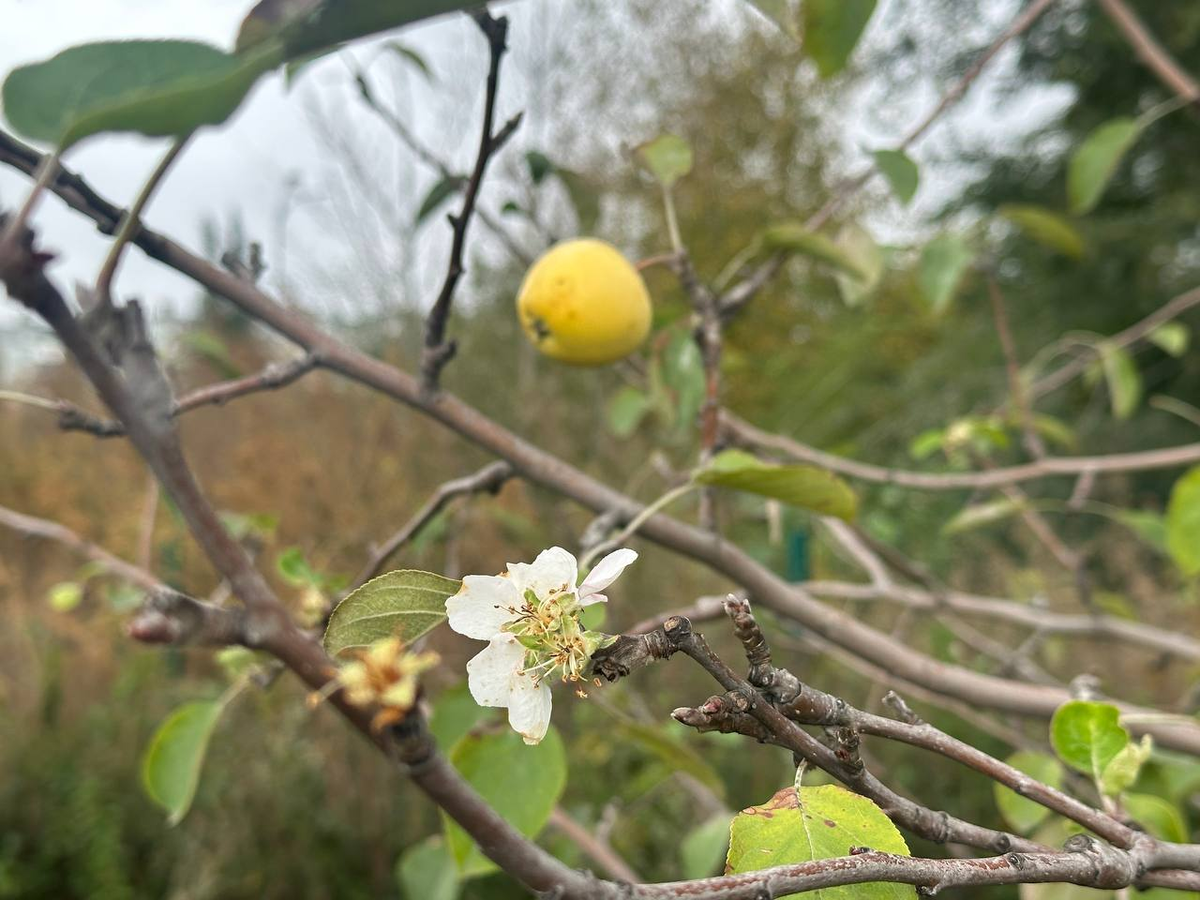 Повторное цветение яблонь в ботаническом саду ЧелГУ. Сентябрь 2025.