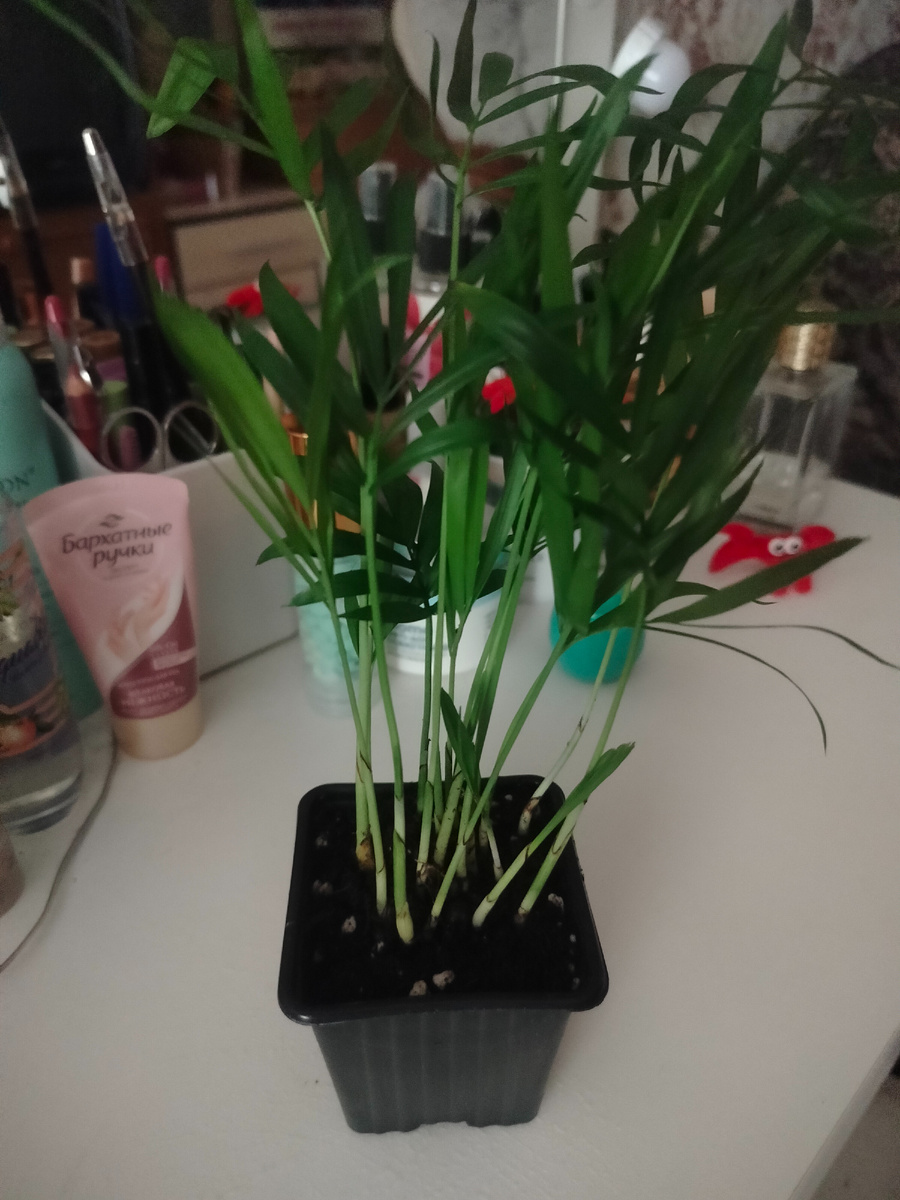 Решила сделать фаршированный перец, только не тушила его,а запекла в духовке.Получился вкусный.