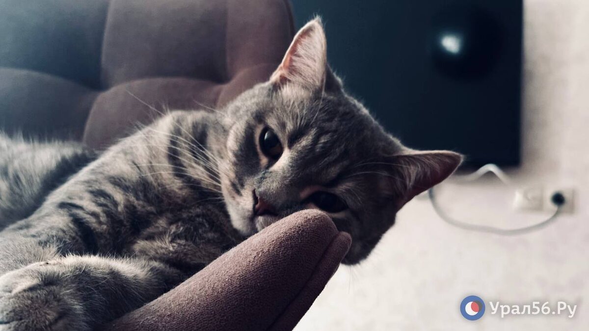    Не взвесили перед процедурой: В Оренбурге хозяйка кота подала в суд на ветеринарную клинику