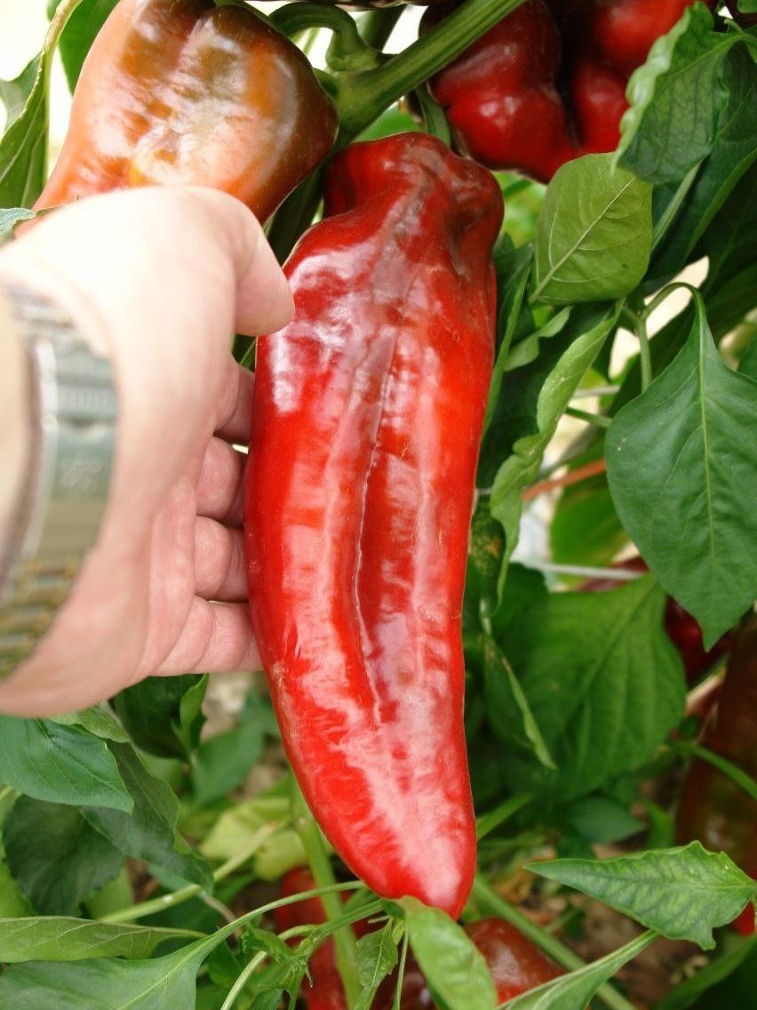 
Перец сладкий Дольче Итальяно