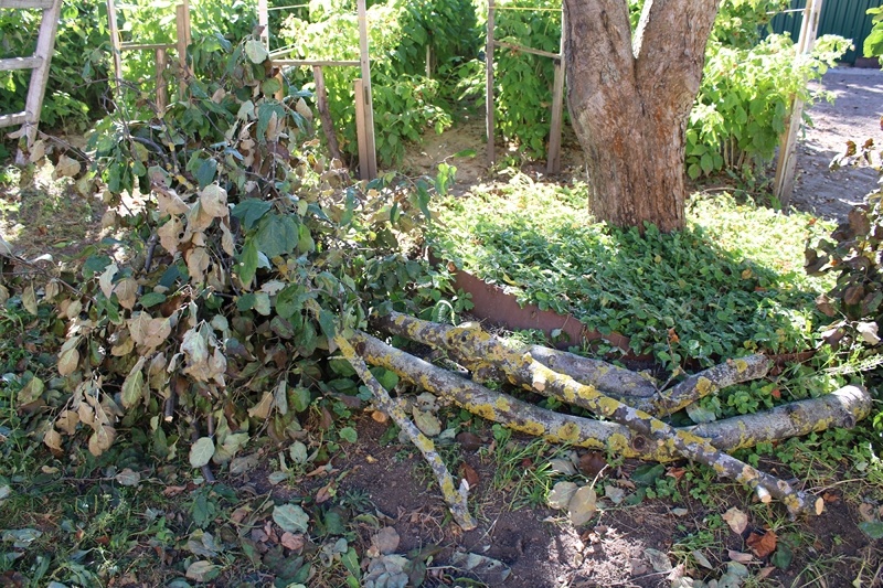 Обрезанные ветви яблони