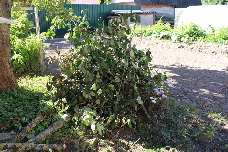 Ещё фотография спиленных ветвей.