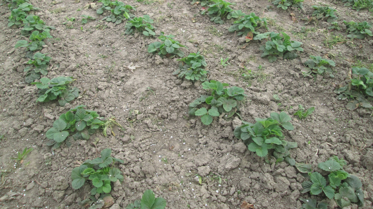 Клубника в сентябре