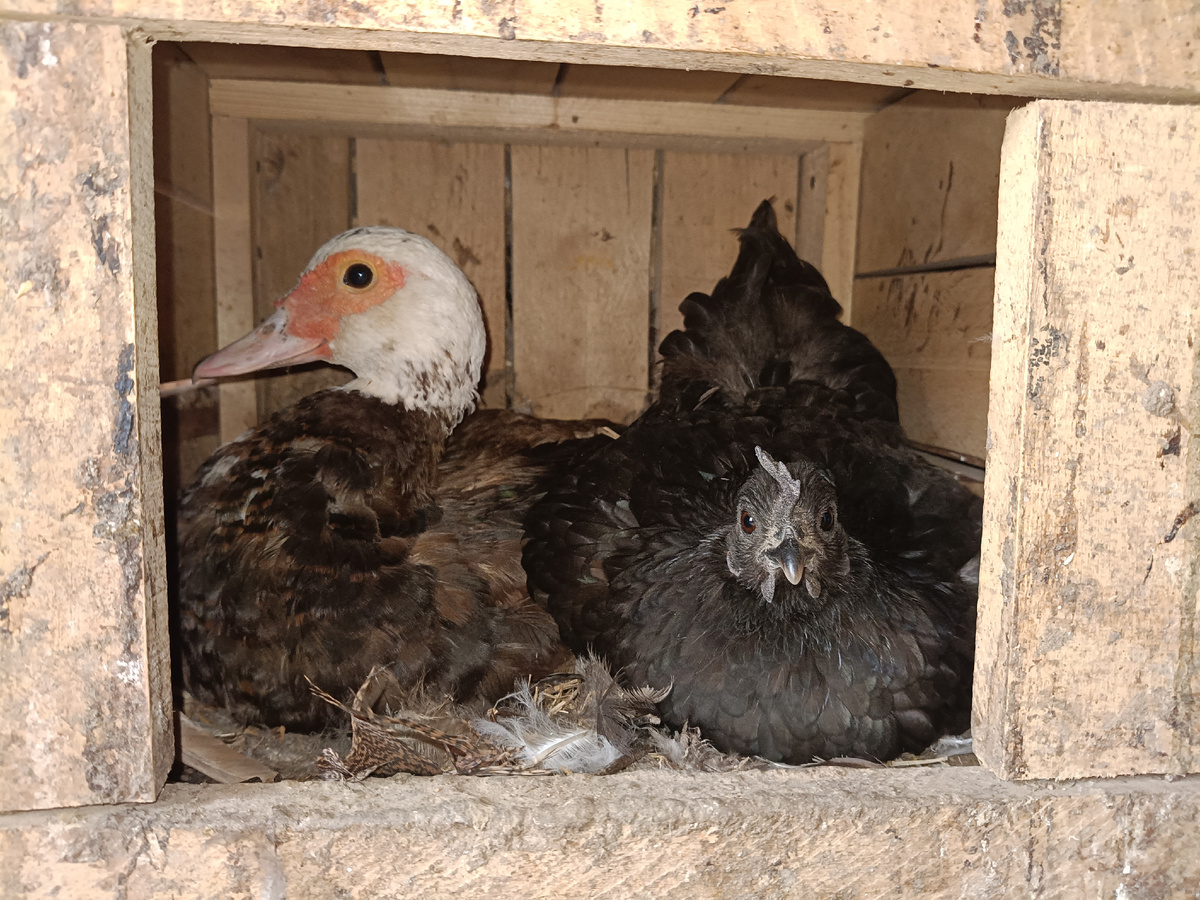 Вдвоем на гнезде сидеть надёжнее. Соседка всегда подстрахует, когда надо выйти на улицу по делам