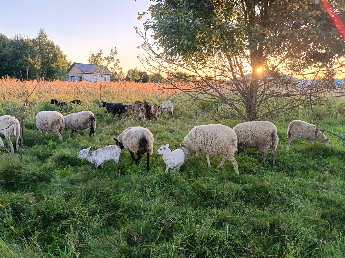 Козы с овцами на вечернем променаде