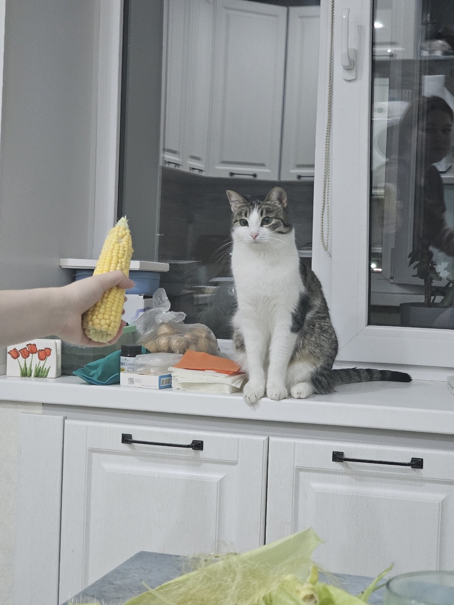    Каких людей кошка считает "своими": остальные для нее - просто прислуга