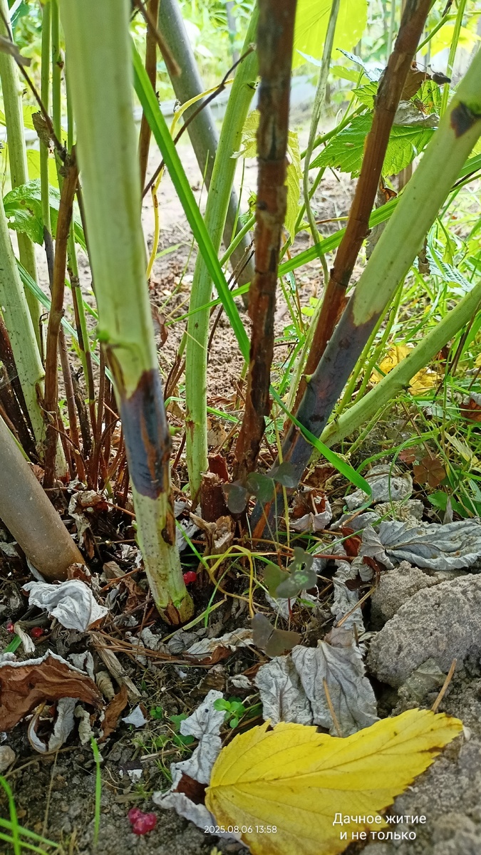 Побеги поврежденные Дидимеллой, скорее всего не перезимуют