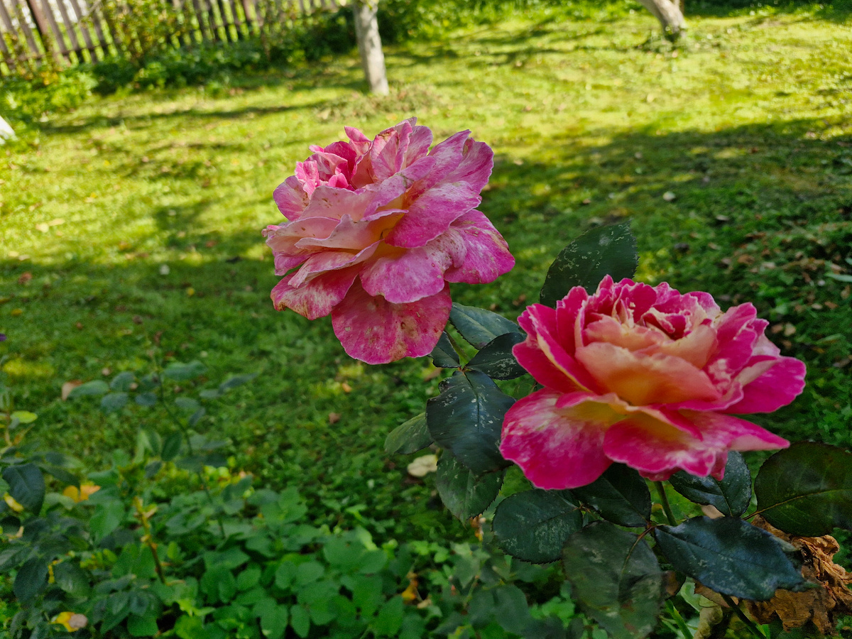 Поздние  розочки