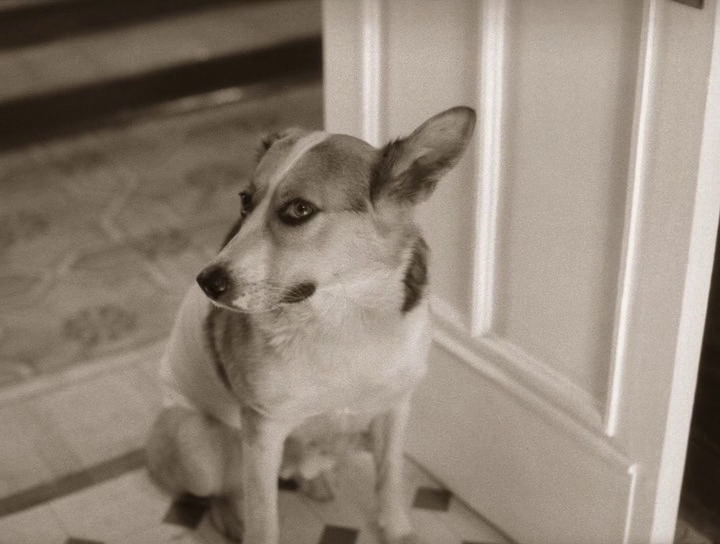 Кадр из фильма "Собачье сердце" (1988)