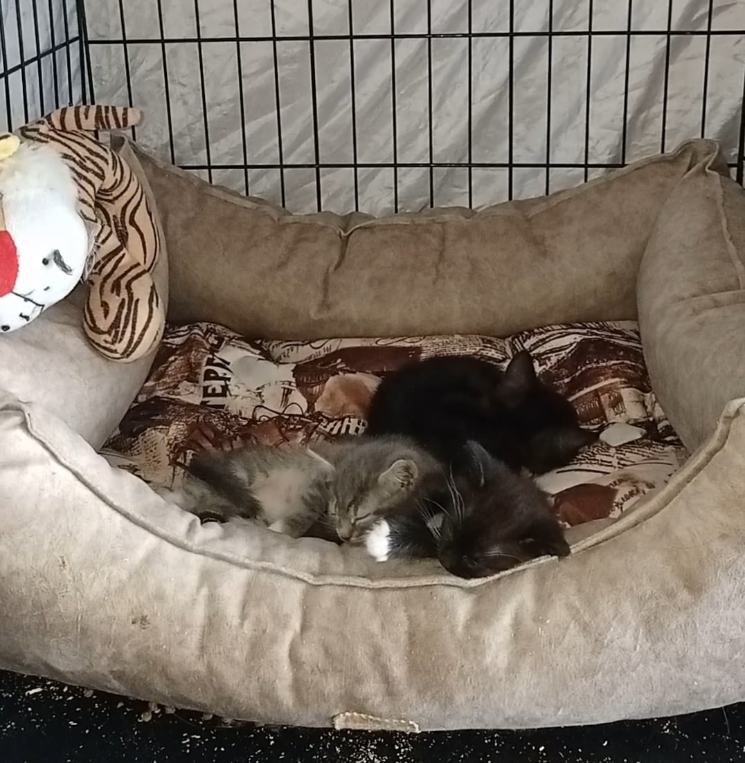 Пуговка, Бусинка и Кнопочка