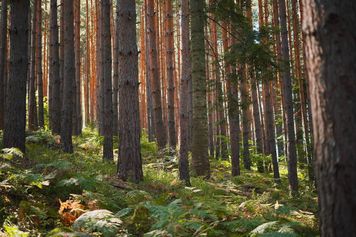 Фото с ресурса https://ru.freepik.com/photos