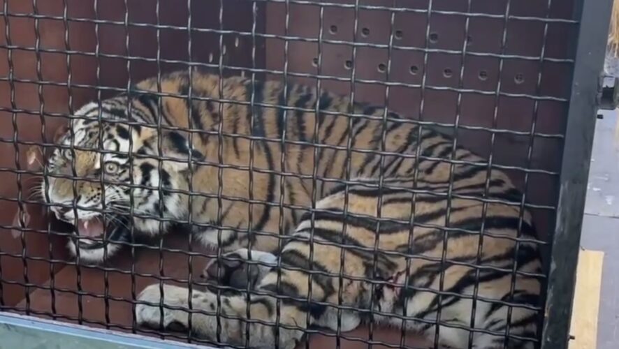    Фото: Казанский Зооботсад