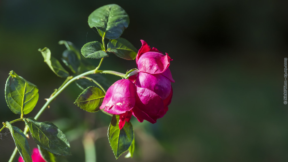 1. Роза в одном из дворов в Московском © NickFW.ru — 13.09.2025г.