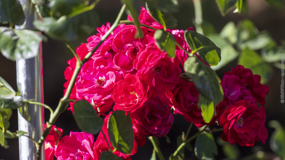 2. Розы в одном из дворов в Московском © NickFW.ru — 13.09.2025г.