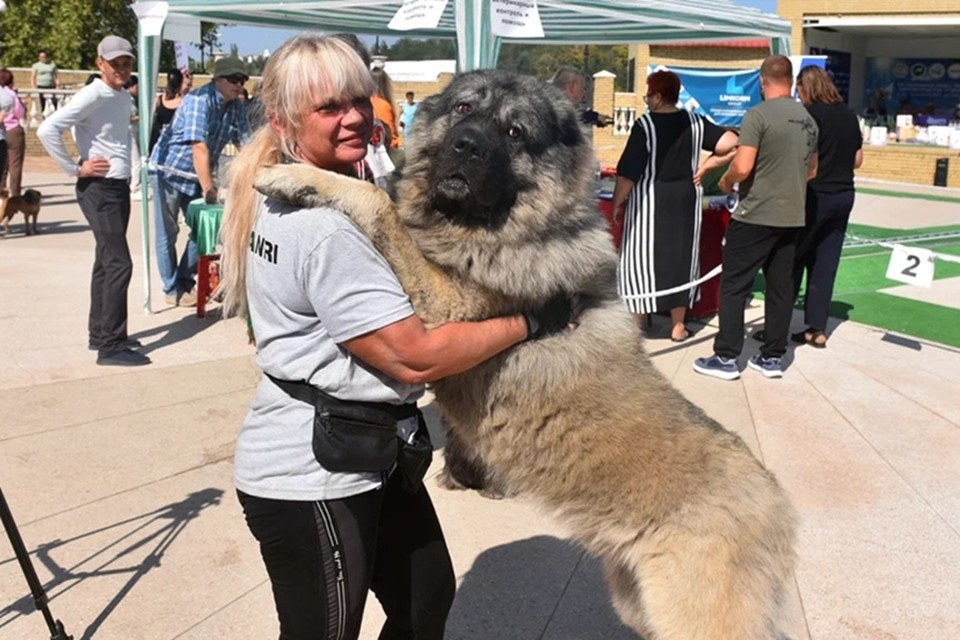    В Донецке впервые с 2014 года провели выставку собак. Фото: ЕР ДНР