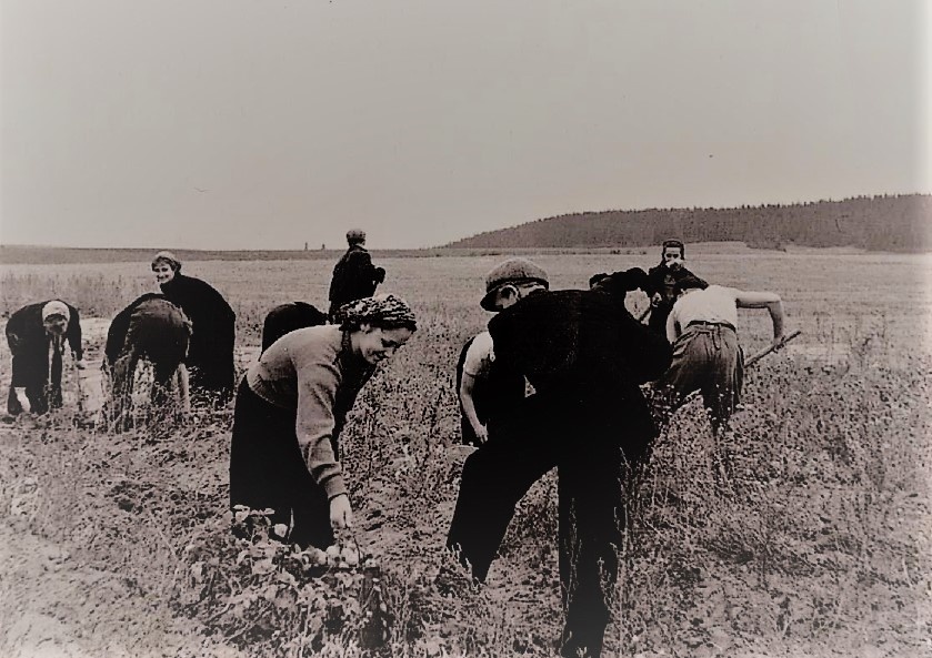 Мужчины - копают, женщтны - собирают!