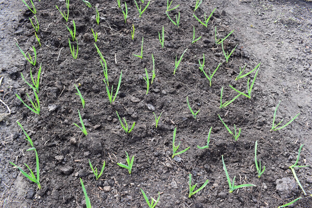 вот так всходит мой чеснок весной(фото автора)