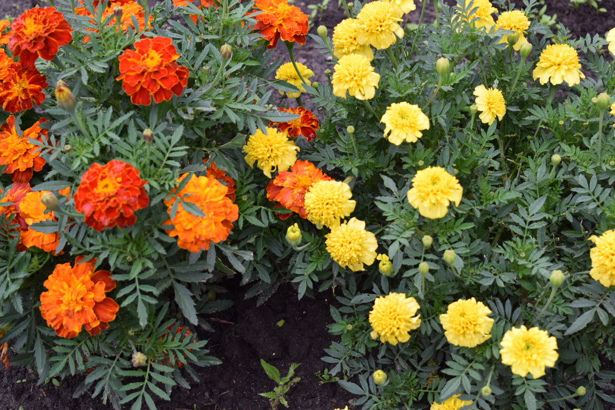 выращиваю много бархатцев(фото автора)