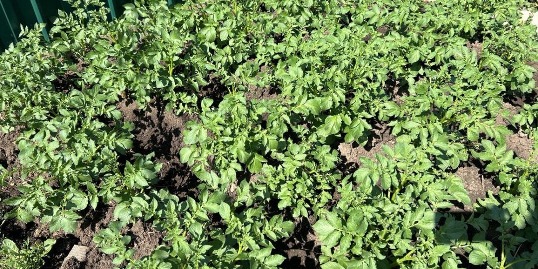 Проволочник превращает картофель в решето: какие сидераты спасут урожай