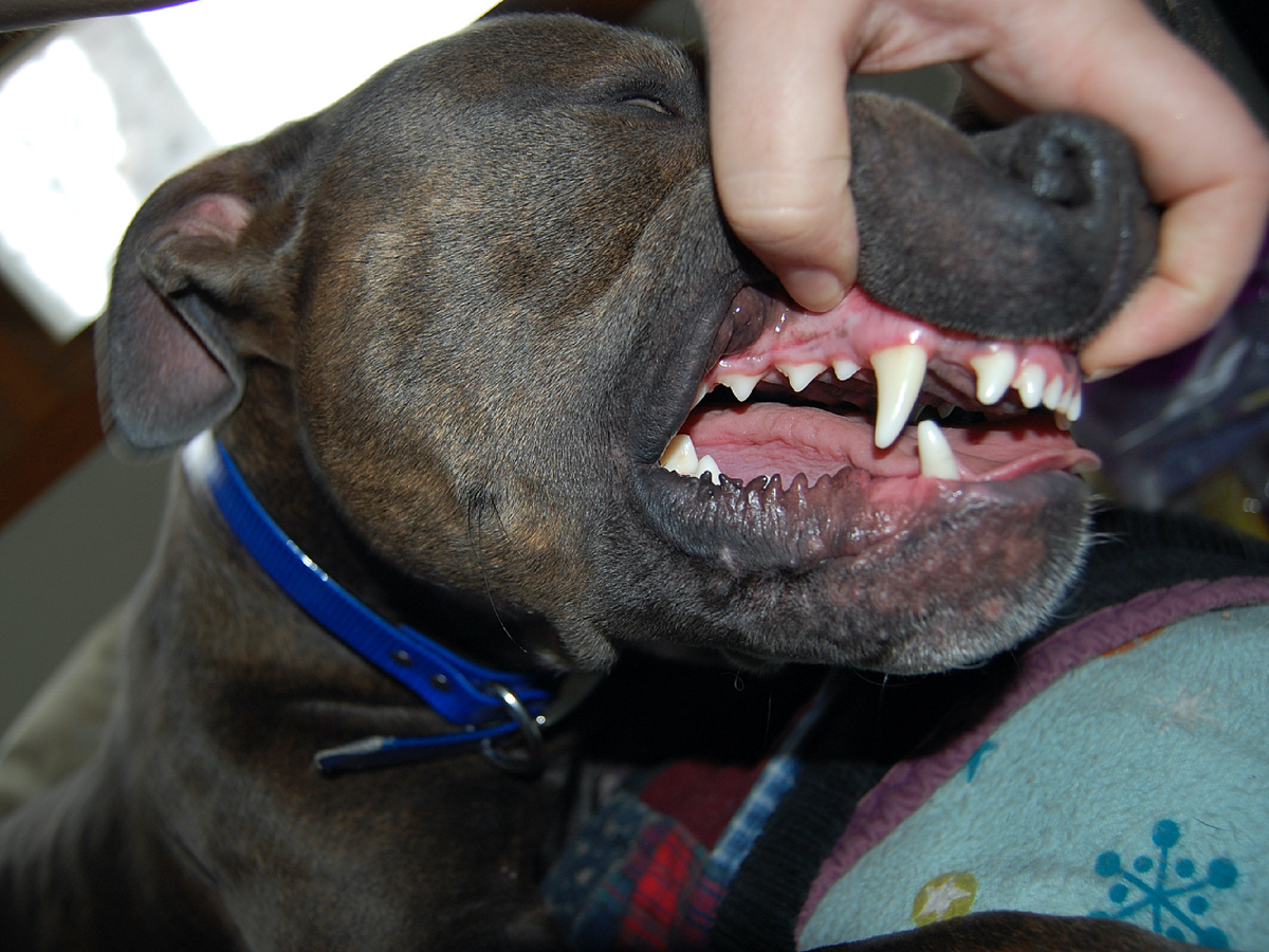 При правильном ракурсе и широкоугольном объектве зубы питбуля смотрятся прямо-таки большими! Rebekah Pavlovic, CC BY-SA 2.0