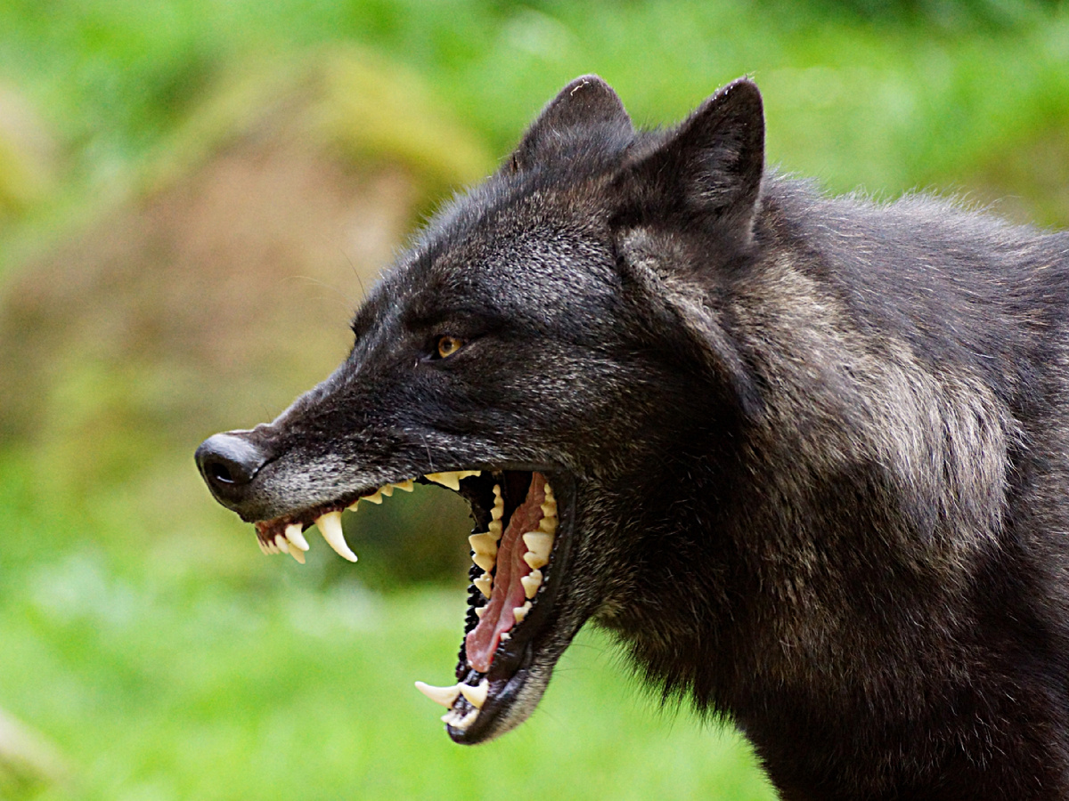 Зубы волка смотрятся большими вне зависимости от ракурса и объектива. Фотография: Dirk Westerwinter, CC BY-NC-ND 2.0