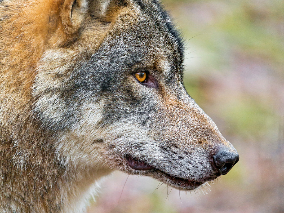 Увы, в этом противостоянии Акела всегда укажет Джеку на его половичок. Фотография: tambako, CC BY-ND 2.0
