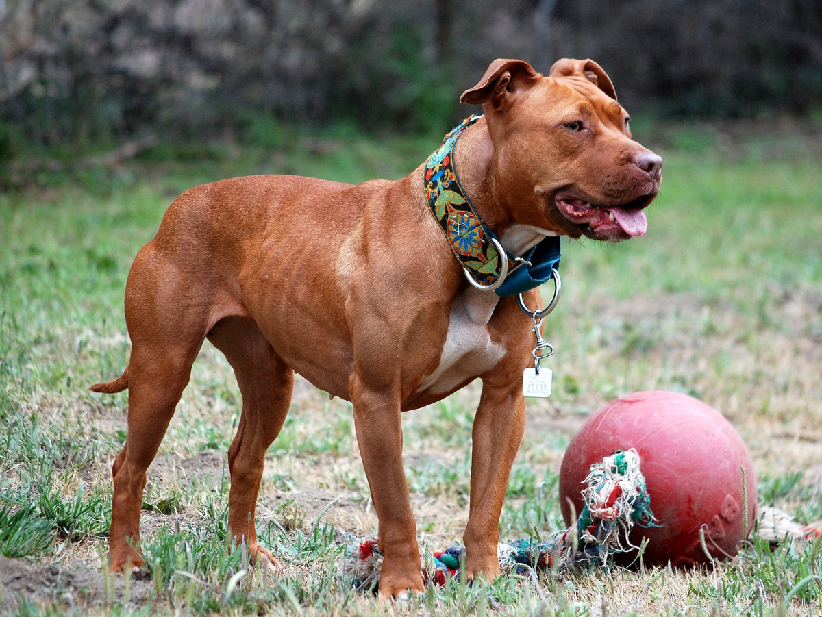 Некорректно говорить, что волк «умнее» собаки, или наоборот. Просто их способности разные и были сформированы для решения разных задач. Фотография: geoggir, CC BY 2.0