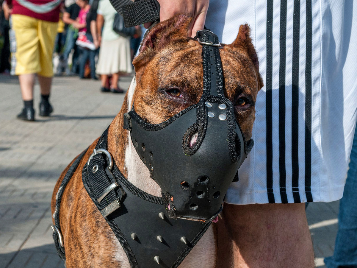 «Cвободная» шкура питбуля, о которой слагают байки? Хочется сказать, это не народный эпос, а вполне себе реальная анатомическая «фишка», которая исторически давала собаке преимущество. Фотография: Wilfredor, CC BY-SA 3.0