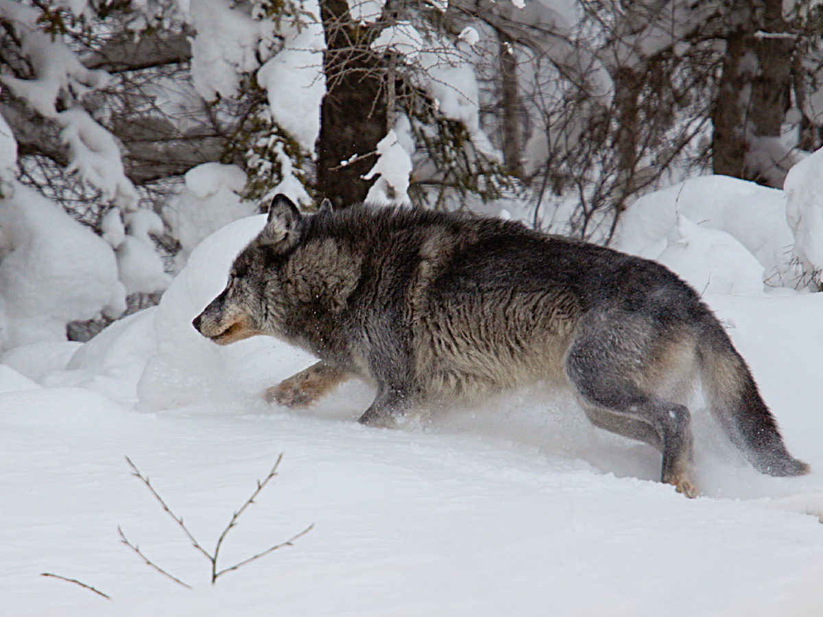 Изначально питбультерьера вывели для боёв. Если точнее, для травли быков. Волк же — хищник, чья «профессия» — добывать себе пропитание. Фотография: CC BY-NC-ND 2.0