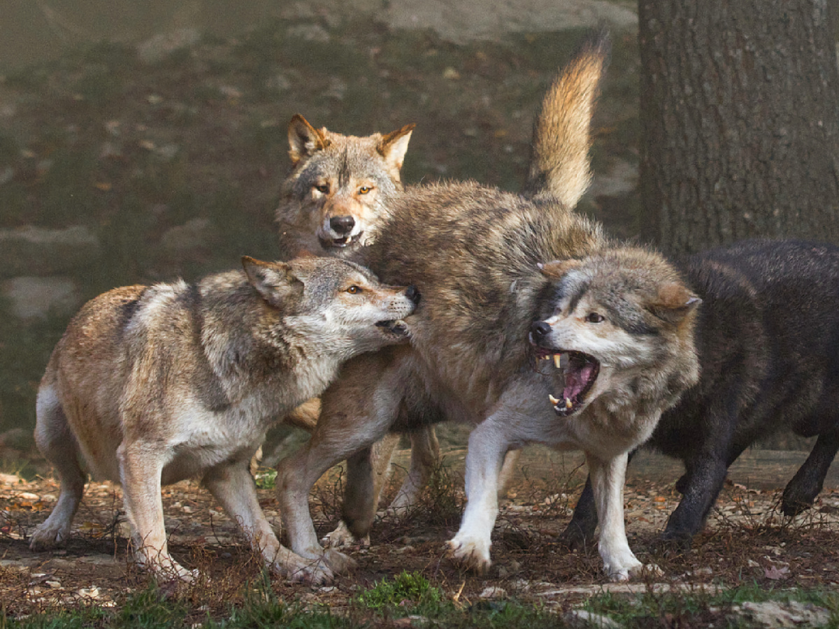 Наблюдения за волчьей охотой показали, что волк использует тактику «укуса и отскока»: он наносит быстрый, режущий удар по задним ногам или бокам добычи и тут же отпрыгивает.  Фотография: blacktigersdream, CC BY-NC-ND 2.0