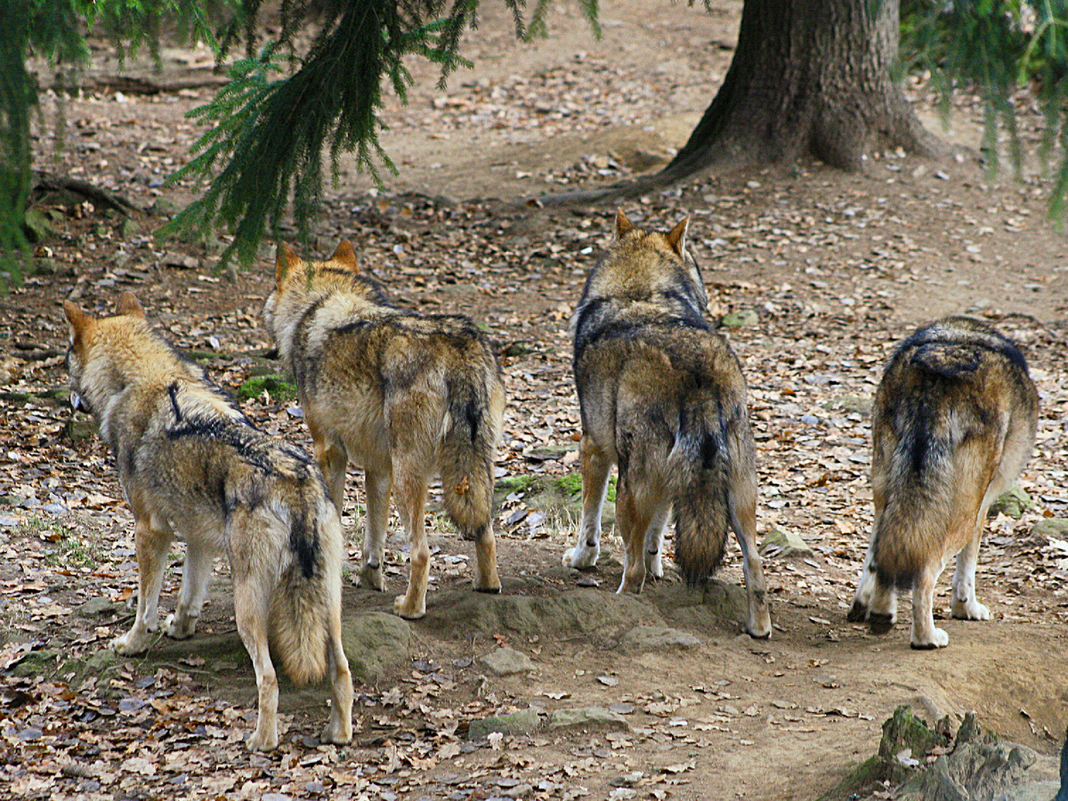 Фотография Kora27, CC BY-SA 3.0