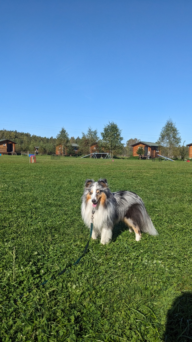 Солнышко глазки слепит )) милый 