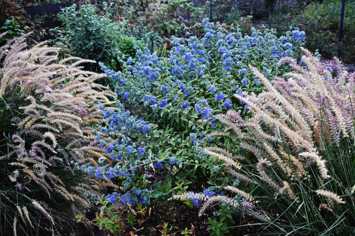 Кариоптерис и пеннисетум