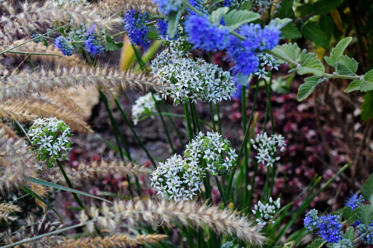 Лук джусай и кариоптерис