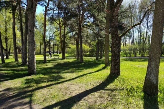    Какой штраф грозит за унесенное из леса дерево?