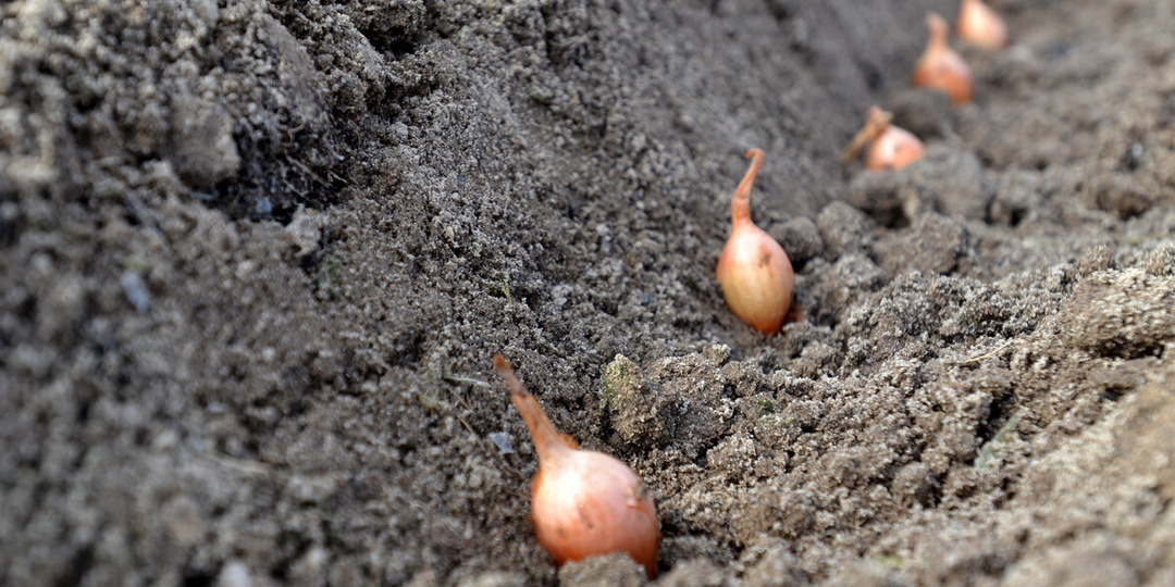 СРОЧНО! ВРЕМЯ ПРИШЛО! ПОРА САЖАТЬ ОЗИМЫЙ ЛУК на урале ОСЕННЯЯ ПОСАДКА ЛУКА