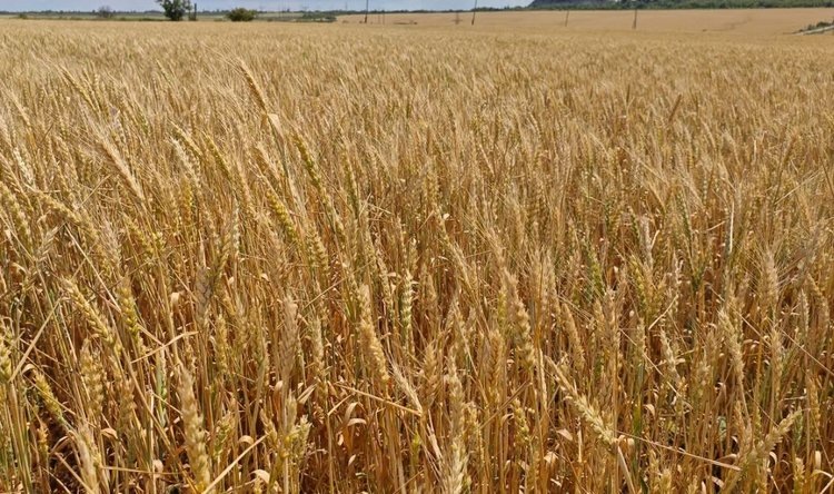    Фото: Служба по связям с общественностью филиала «Донецкий» Российского сельскохозяйственного центра