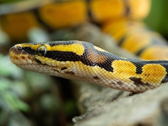    Фото: 123RF/mazikab