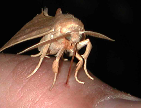 То самое историческое фото В. Кононенко: укол совки василистниковой