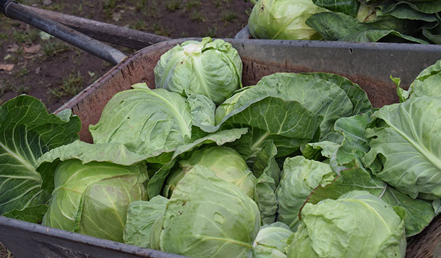 Уборка капусты: когда начинать, почему важно изучить прогноз погоды и как сохранить кочаны до весны