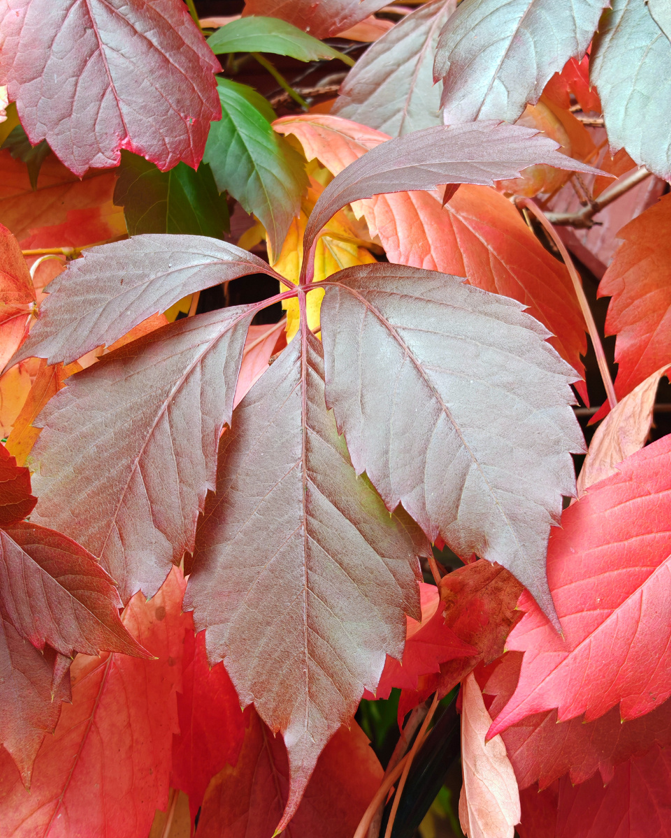 Осенняя листва