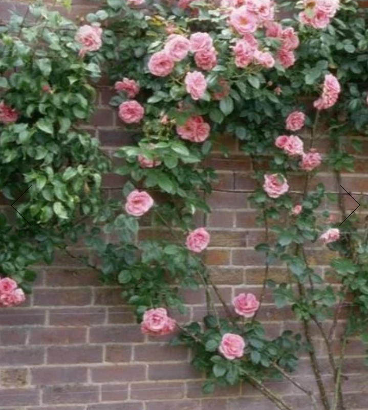 «Альфреско». Фото House Of Plants