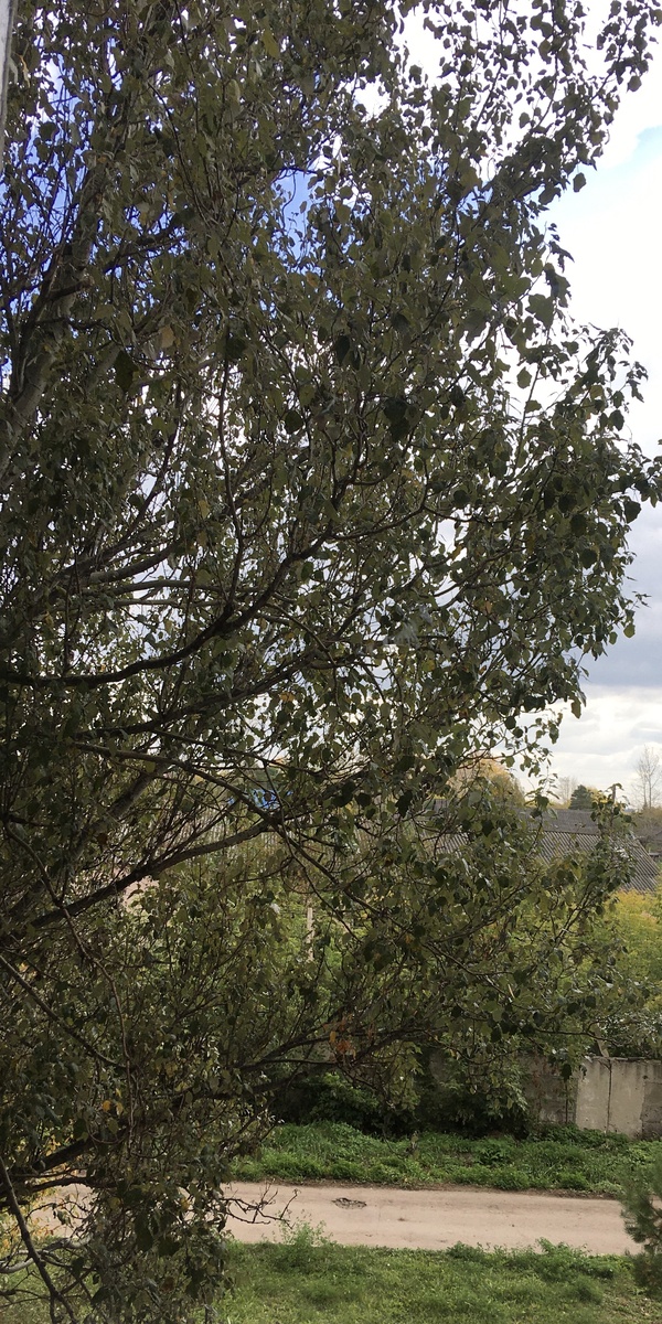 Вид из окна