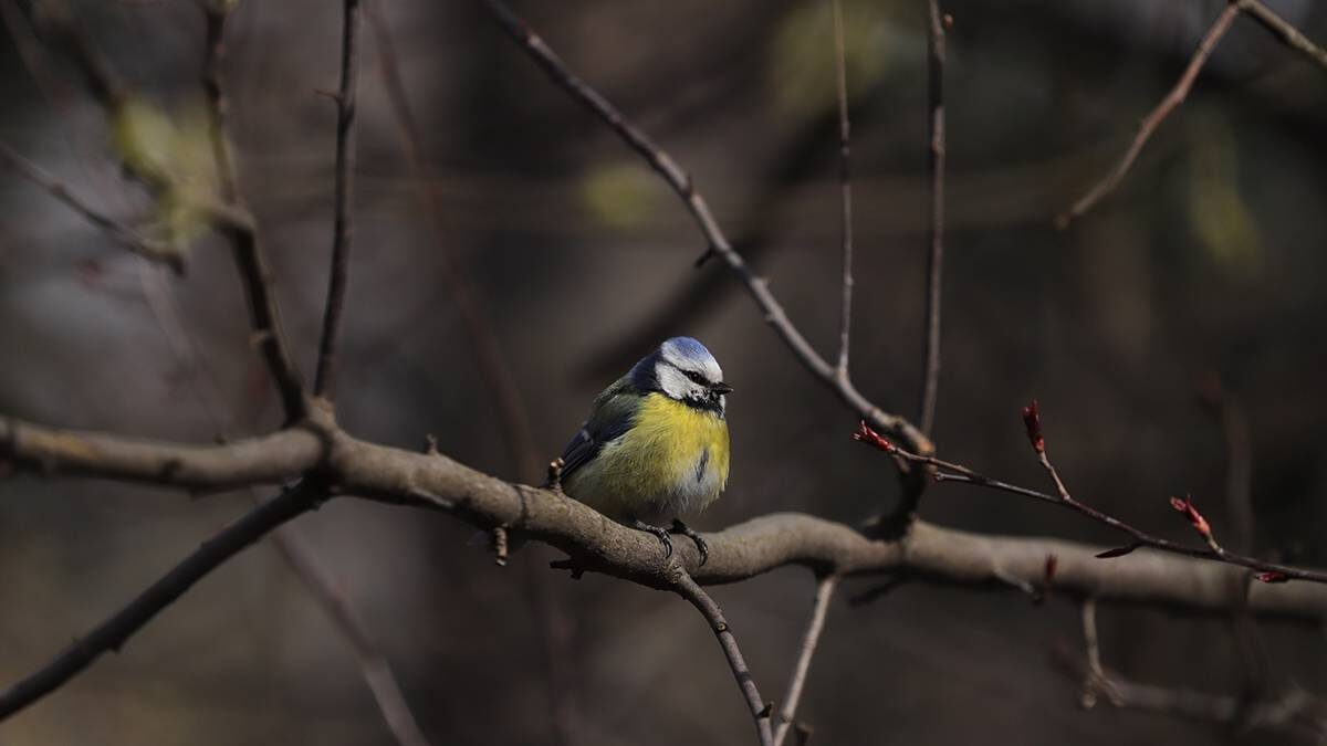    Фото: Анатолий Цымбалюк / Вечерняя Москва