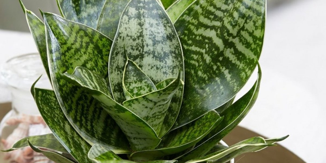 Приехали салатники, пересаживаем Сансевиерии!