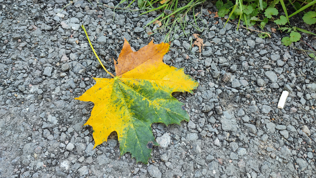 Осень рисует разными красками