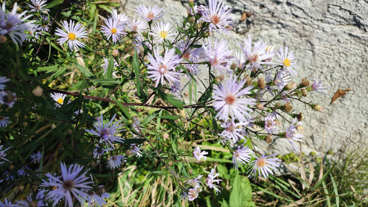 Нежность осени