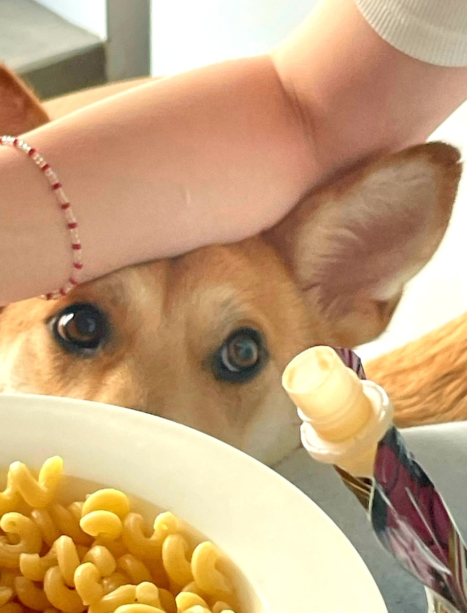 Симба всё время хочет есть))). Нельзя со стола, овчаристые склонны к перееданию.