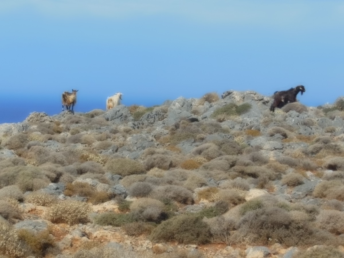 Козы любуются открывшимся видом